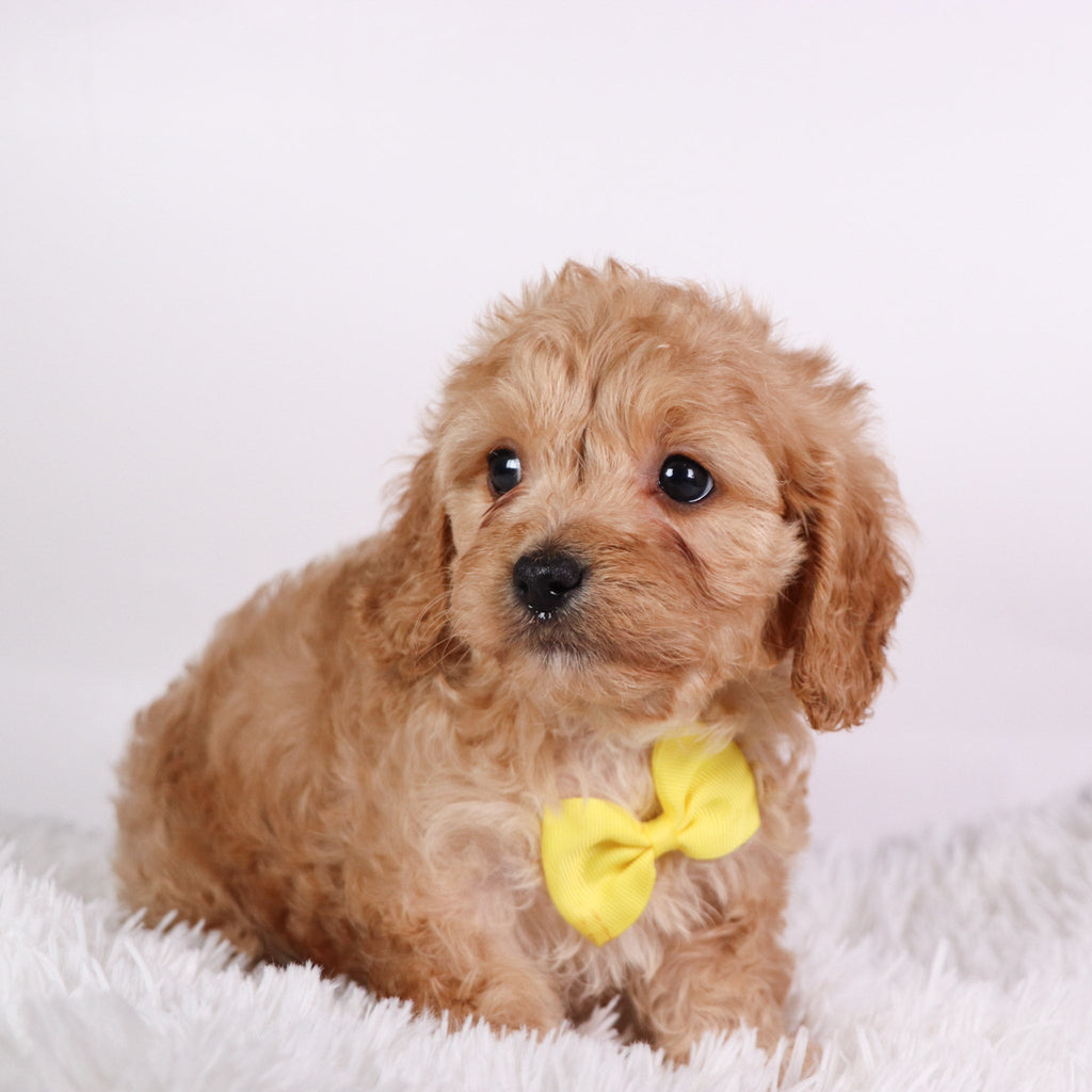 Tator - Available 10/9