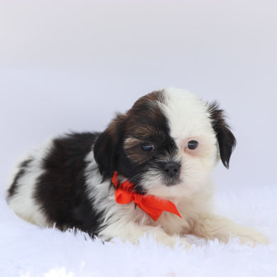 Terence - Available 9/10