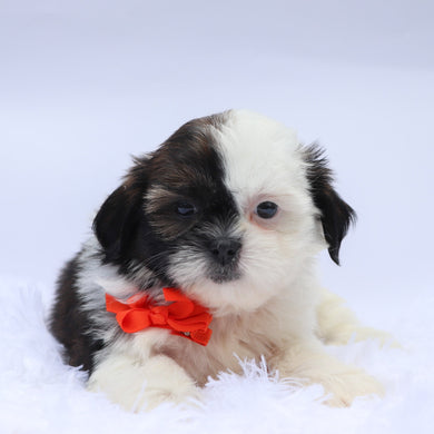 Terence - Available 9/10