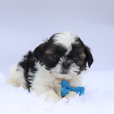 Terry - Available 9/10