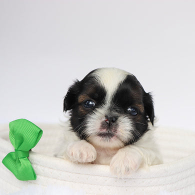 Terry - Available 9/10