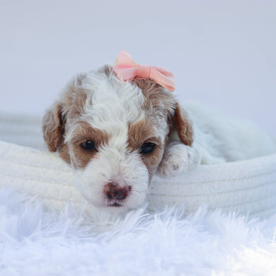 Thelma - Available 7/30