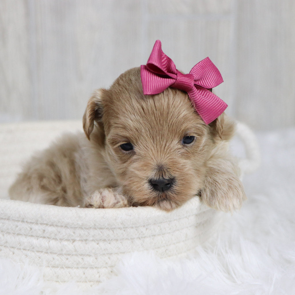 Tilda - Available 2/11