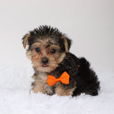 Toby - Available Now