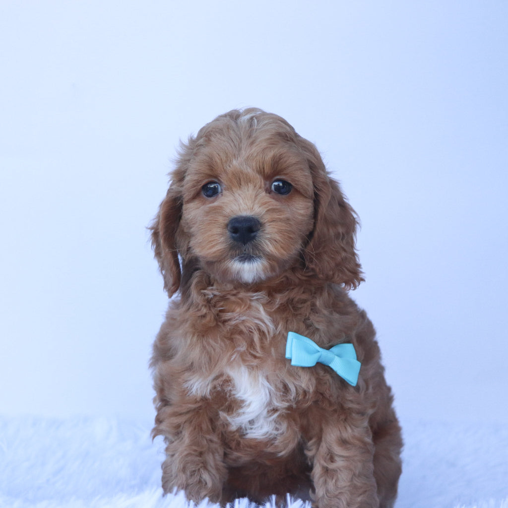 Tommy - Available 9/24