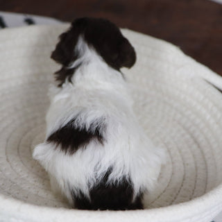 Toni - Available 1/28