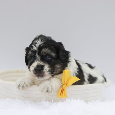 Trev - Available 7/23