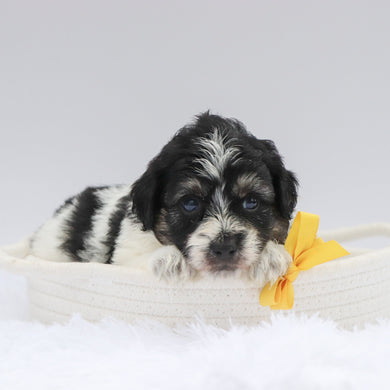 Trev - Available 7/23