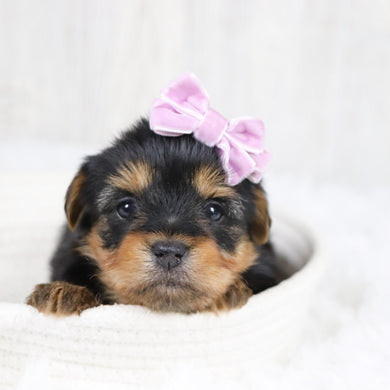 Trina - Available 2/11