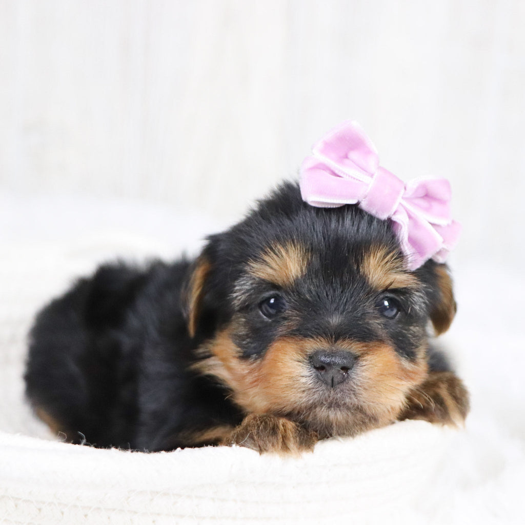 Trina - Available 2/11