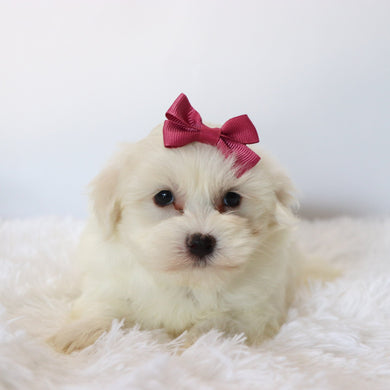 Trixie - Available 8/27