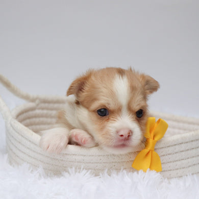 Troy - Available 9/3