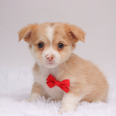Troy - Available 9/3