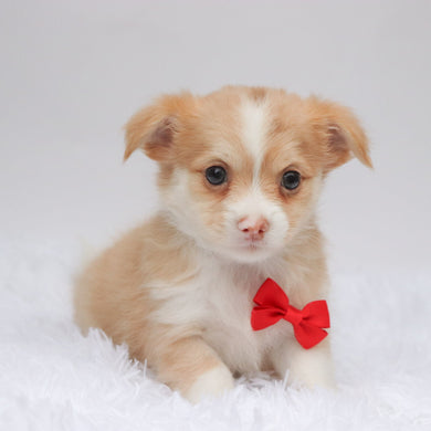Troy - Available 9/3