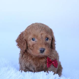 Truman - Available 10/29