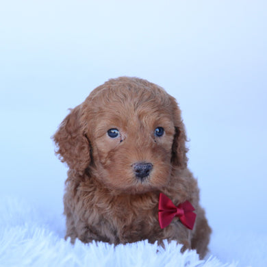 Truman - Available 10/29