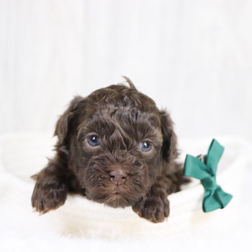 Tulsa - Available 2/11