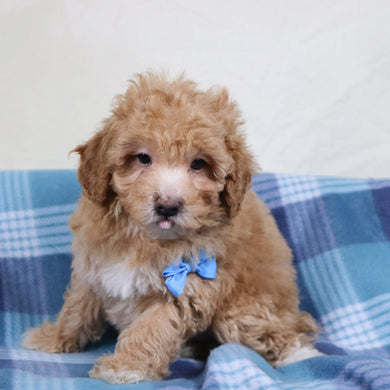 Turtle - Available 1/15