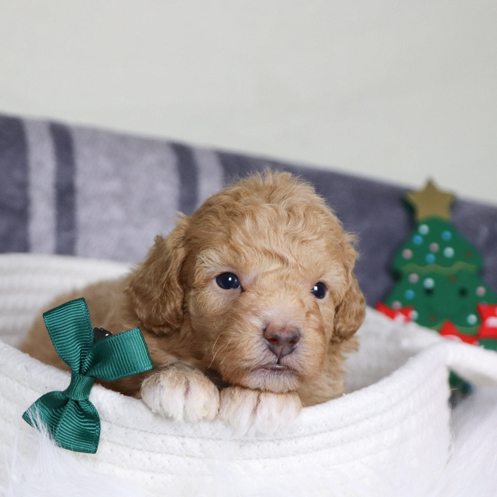 Turtle - Available 1/14