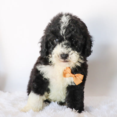 Vance - Available 8/20