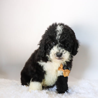 Vance - Available 8/20