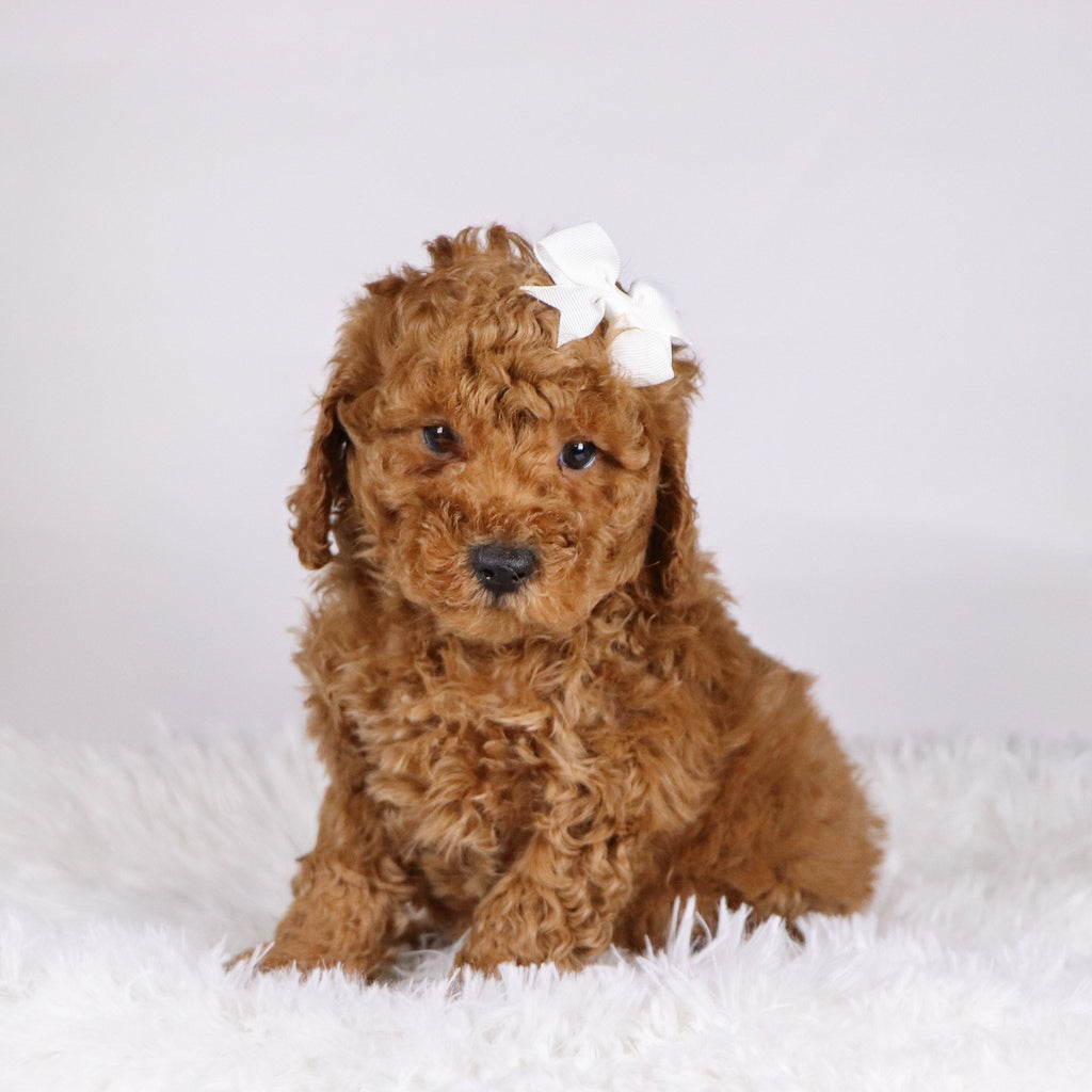 Victor - Available 11/19