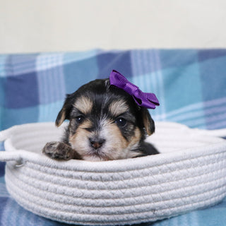 Victoria - Available 2/11