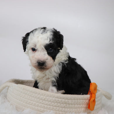 Wally - Available 11/5