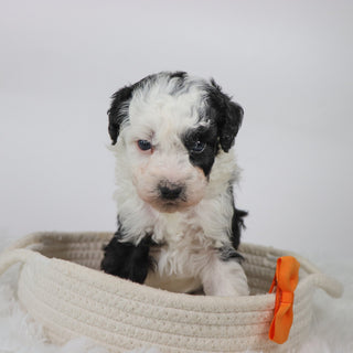Wally - Available 11/5