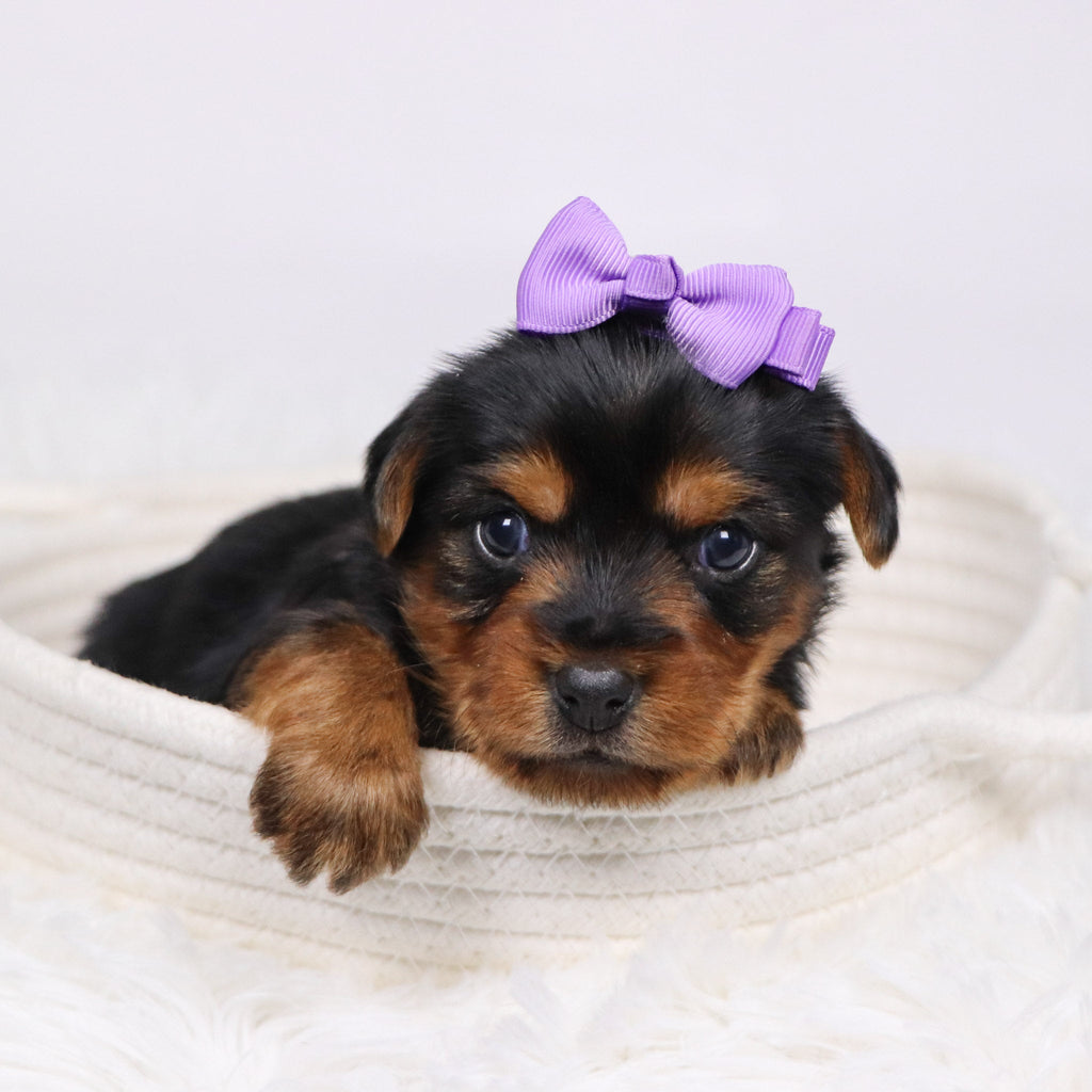 Wanda - Available 12/17