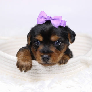 Wanda - Available 12/17