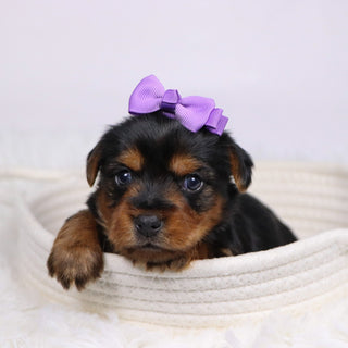 Wanda - Available 12/17