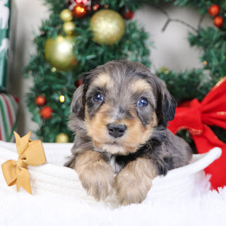 Warren - Available 1/21