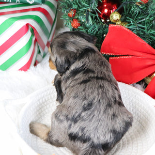 Warren - Available 1/21