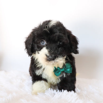 Weston - Available 8/20
