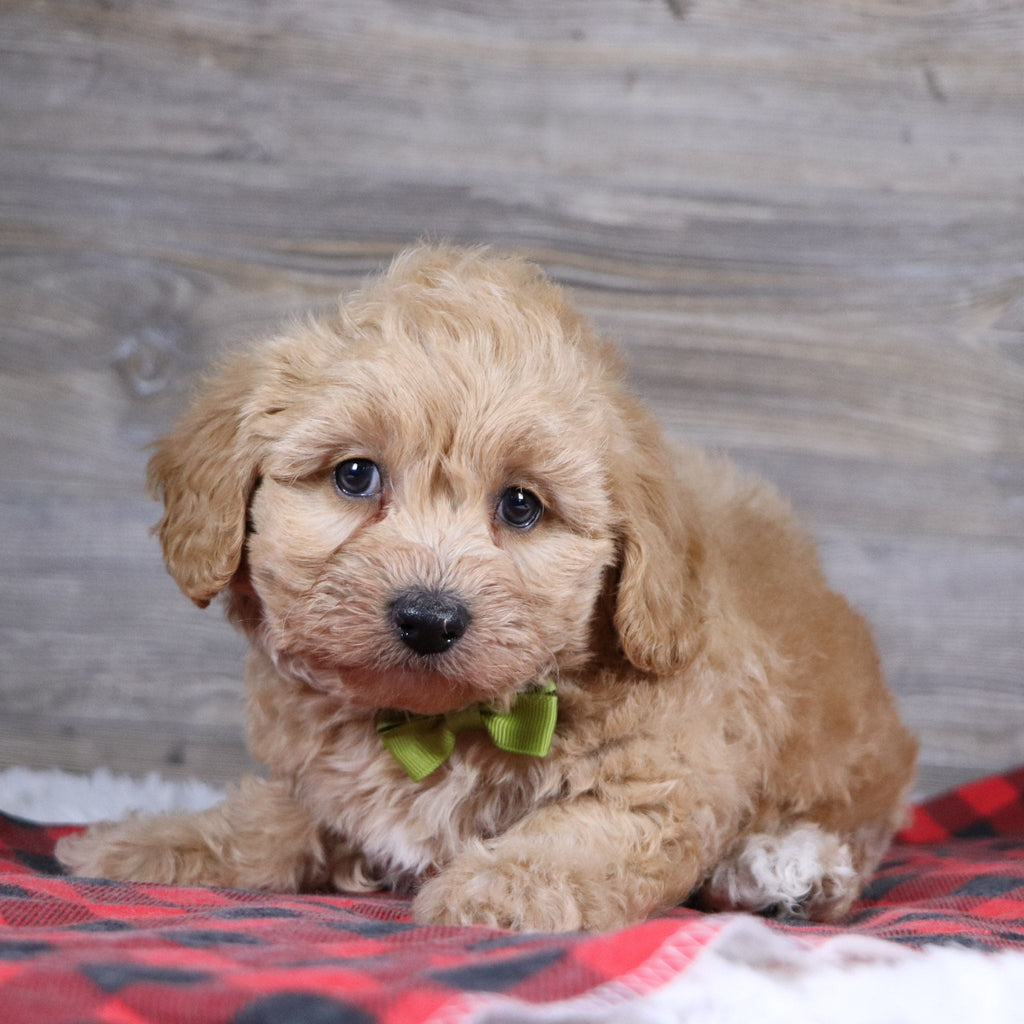 William - Available Now