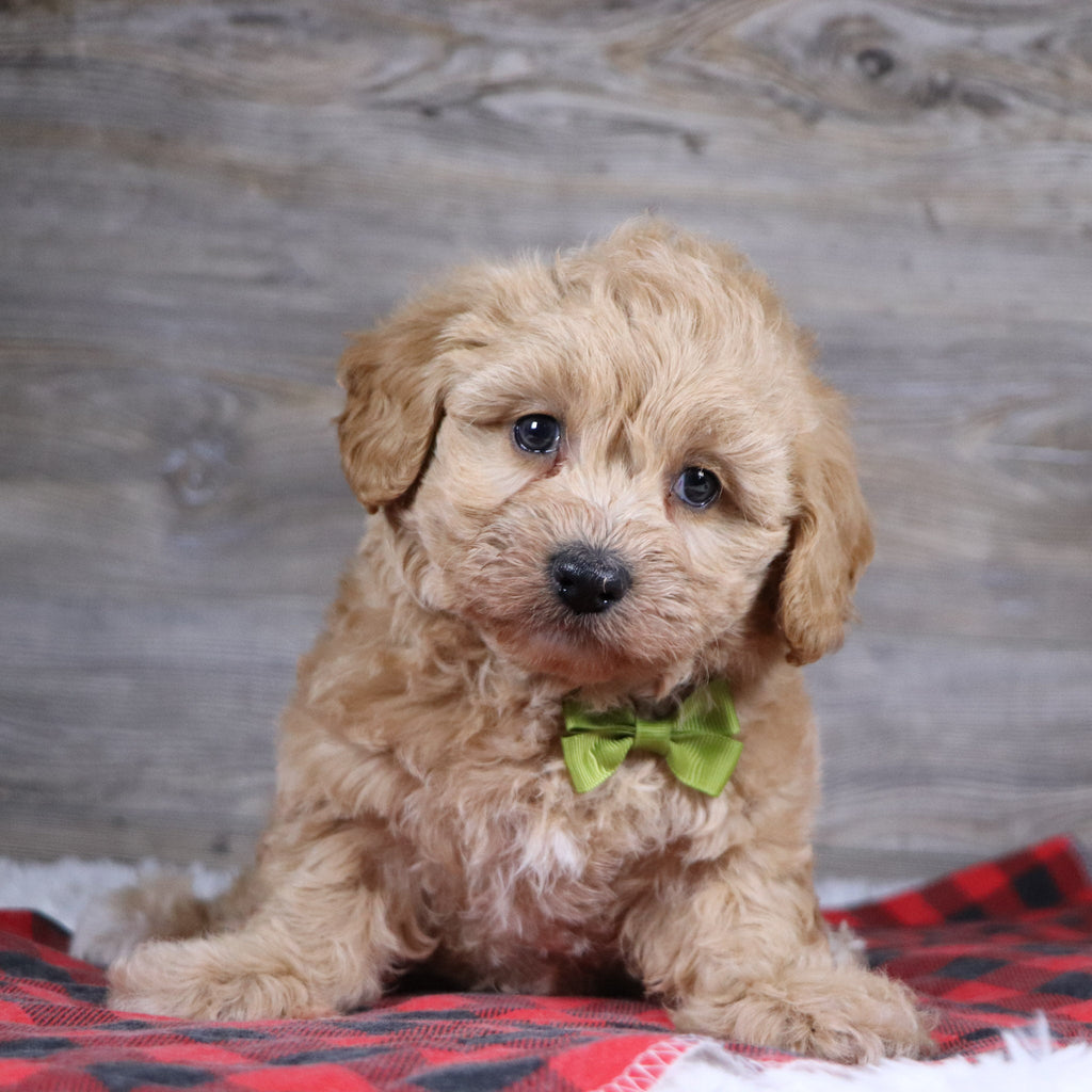 William - Available Now