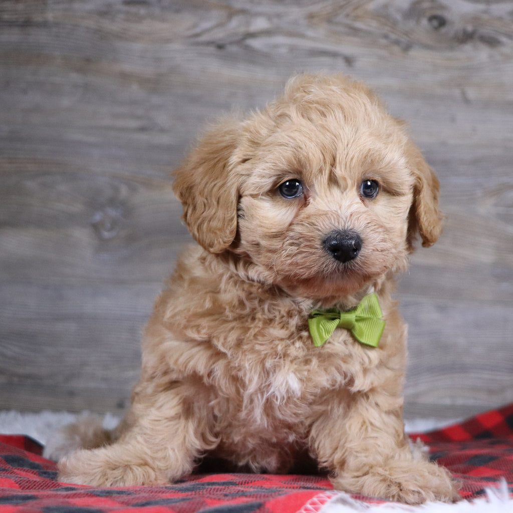 William - Available Now