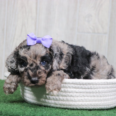 Willow - Available 6/4