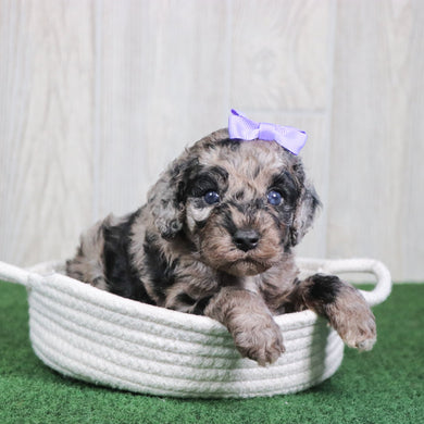 Willow - Available 6/4
