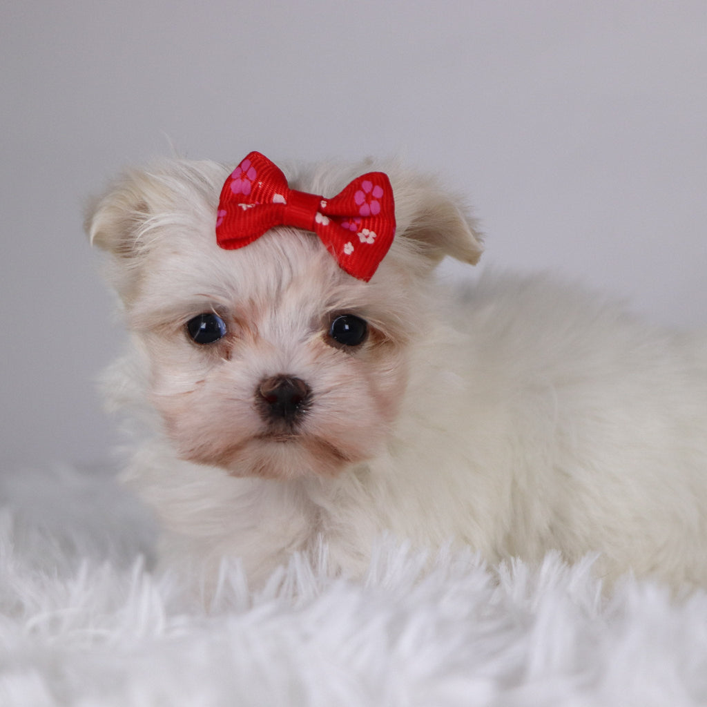 Wine - Available 11/26