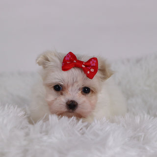 Wine - Available 11/26