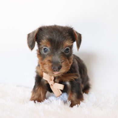 Woody - Available now