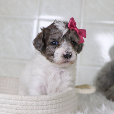 Wren - Available 2/4