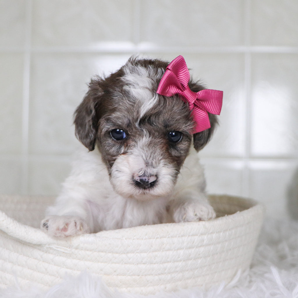 Wren - Available 2/4