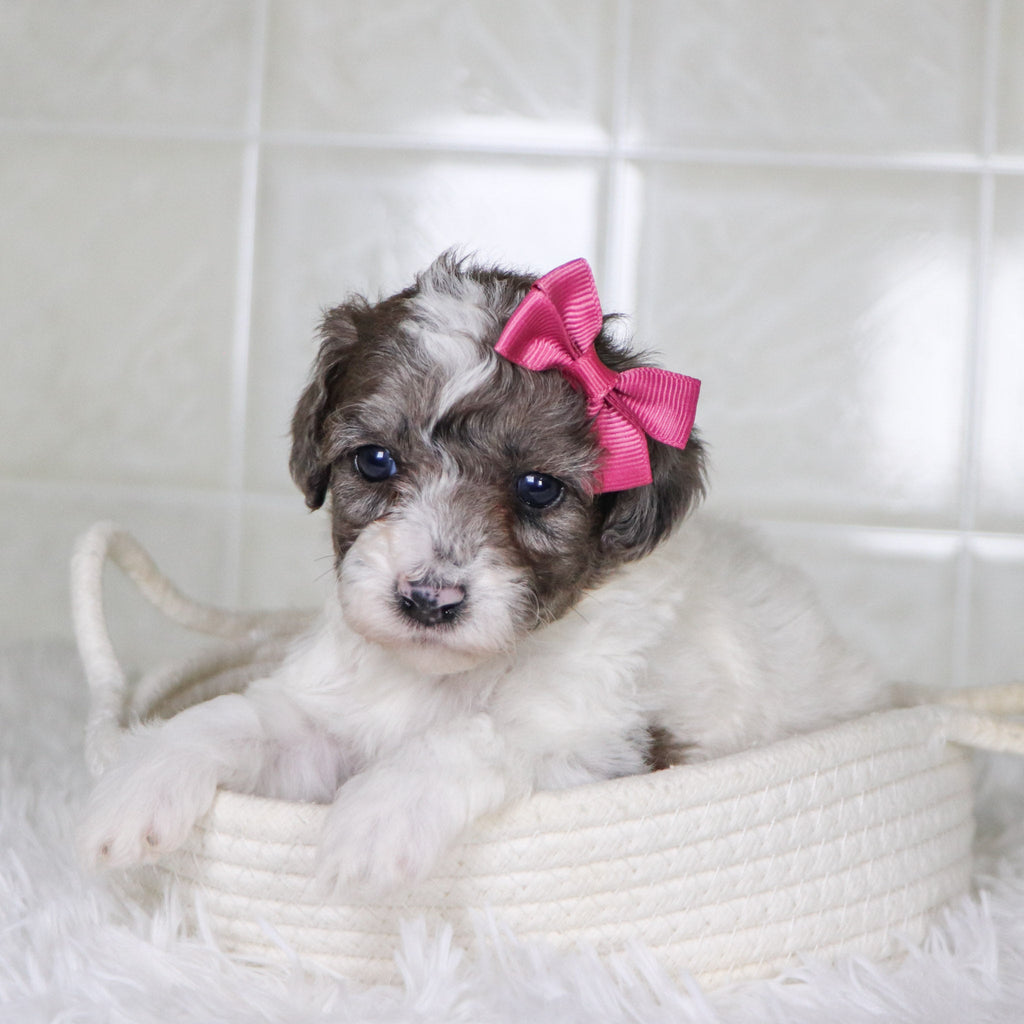 Wren - Available 2/4