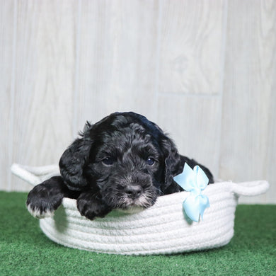 Wren - Available 6/4
