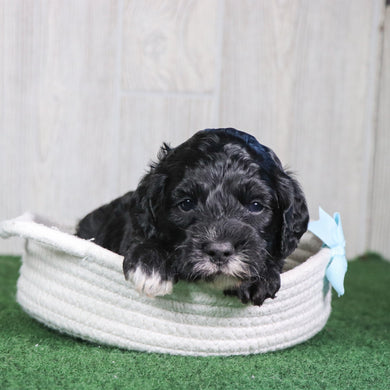 Wren - Available 6/4