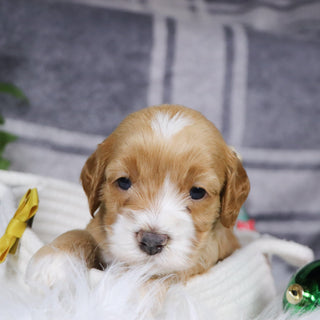 Yolo - Available 1/14