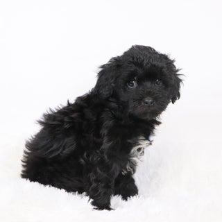 Zeb - Available 11/12